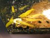 Yello Fire.jpg
