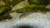 Corydoras sterbai 2.JPG