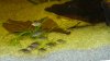 Corydoras sterbai 3.JPG