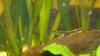 Sturisoma aureum 2.JPG