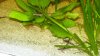 Sturisoma aureum 3.JPG