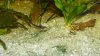 Sturisoma aureum 4.JPG