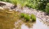 Teich (9).jpg