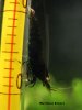 blacktiger4.jpg