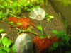 Schnecke 2.jpg