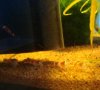 DSC00382.jpg