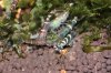 blue bees8.JPG