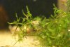 caridina parvidentatata klein.jpg