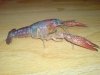 DSC00785.JPG