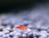 wine-red-3.jpg