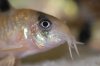 corydoras.jpg