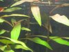 Ludwigia Glandulosa.JPG