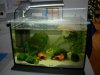 Garnelenaquarium 2.JPG