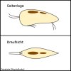 Ostrakode (Muschelkrebs).jpg