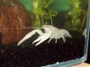 Clarkii5a.jpg