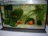 Garnelenaquarium 1.JPG