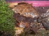 mandarinenminis 034_(800_x_600).jpg