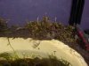 mandarinenminis 002_(800_x_600).jpg