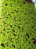 Azollapinnata02.jpg
