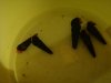 DSC07854.JPG