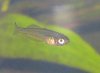 Fisch Tag 42_1.jpg