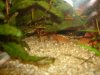 Aquarium-Garnelen 010.jpg