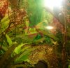 Aquarium-Garnelen 017.jpg