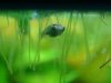 betta_7.JPG