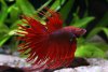 Betta 8.jpg