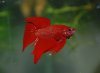 roter betta.jpg