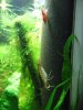 DSCF6518.jpg