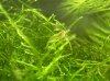 green 7.JPG