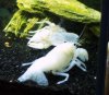 Clarkii9c.JPG