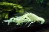 Clarkii16.jpg