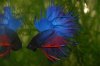 crowntail2.jpg