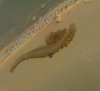 P5850875schneckeegel1.jpg