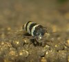 hummel 001.JPG