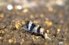 hummel 006.JPG