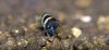 hummel 002.JPG