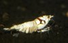 hummel 012.JPG