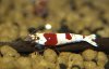 hummel 029.JPG