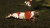 hummel 022.JPG