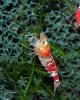 Bild 292-1.jpg