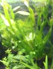 Aquarium_Größenveränderung.jpg