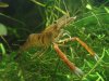 Ringelhandgarnele Männchen.jpg
