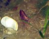 Bild 485-1.jpg