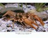 O.peruncus 07.jpg