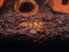 Orconectes 001.jpg