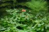 0_0_images_stories_aquaristik_nano-aquaristik_nano-pflanzen_kindergarten auf monosolenium_1.jpg