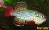 N.kunthae rollof.jpg